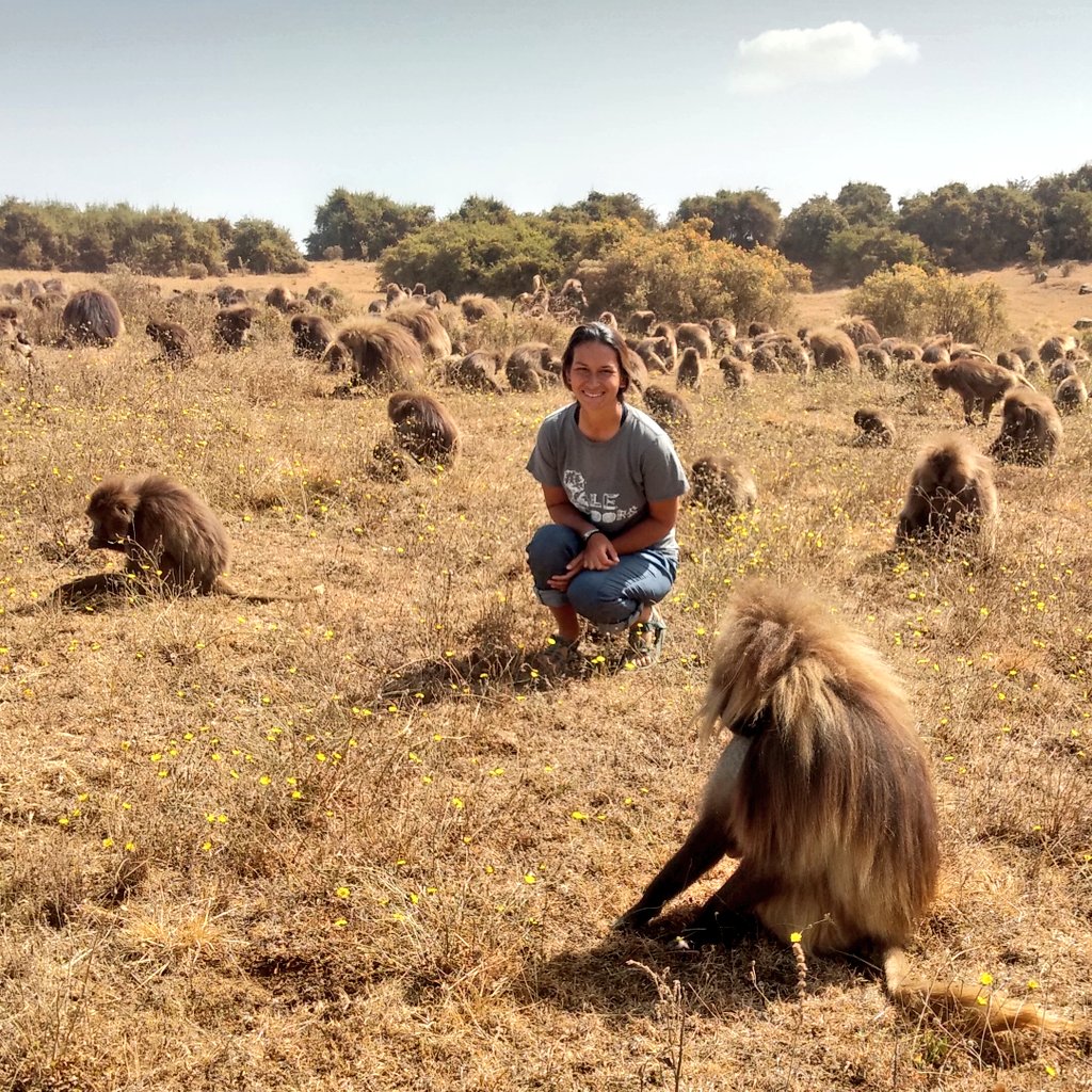 scarrera11's tweet photo. Wishing I could just pretend to be a #gelada and not go back to the USA during #COVID19
But I don't think Paolo wants me in his unit... he's got enough females to deal with ๐
#geladagroupie #yearwithgeladas #onpause #smgrp #fieldwork #primatology #mybabies๐ญ https://t.co/EpjNAxS4tJ