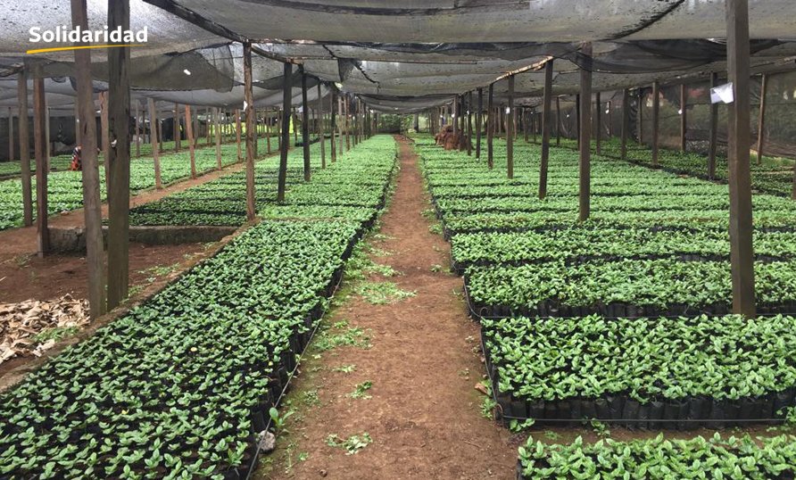 Solidaridad East &amp; Central Africa is collaborating with TaCRI, TRIT and Hort-Tengeru to boost market access for sustainable coffee, tea and horticultural produce from Tanzania. linkedin.com/feed/update/ur…