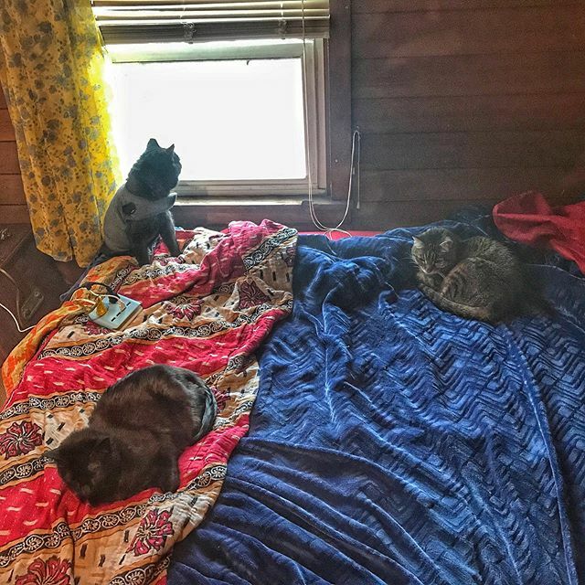 RootlessRoutes's tweet photo. Social distancing is being staunchly adhered to, at my little hovel in Lincoln Woods. https://t.co/aPdn3Pb2gg Social distancing is being staunchly adhered to, at my little hovel in Lincoln Woods. Social distancing is being staunchly adhered to, at my little hovel in Lincoln Woo… https://t.co/PzrojayM6u