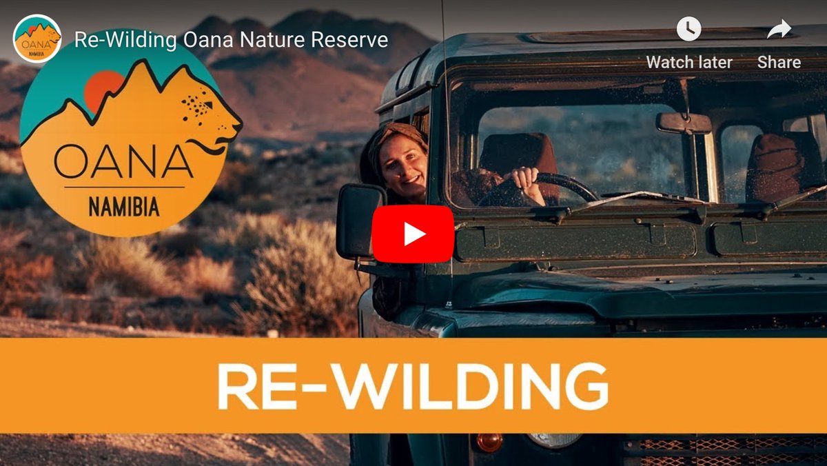 ConservCareers's tweet image. Could you join wildlife conservation efforts at Oana Nature Reserve, #Namibia, a place where adventure-conservation, #rewilding, reserve management &amp;amp; community #conservation support ecosystems &amp;amp; #wildlife?
Interns &amp;gt; bit.ly/33qsEkl
Expeditions &amp;gt; bit.ly/395NNS9