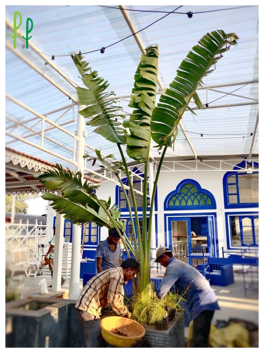 PlantTweeple's tweet photo. It took the might of 3 of our men to plant this huge but beautiful #TravellersPalm at this upcoming restaurant in Goa. https://t.co/piuWLGPK1r
