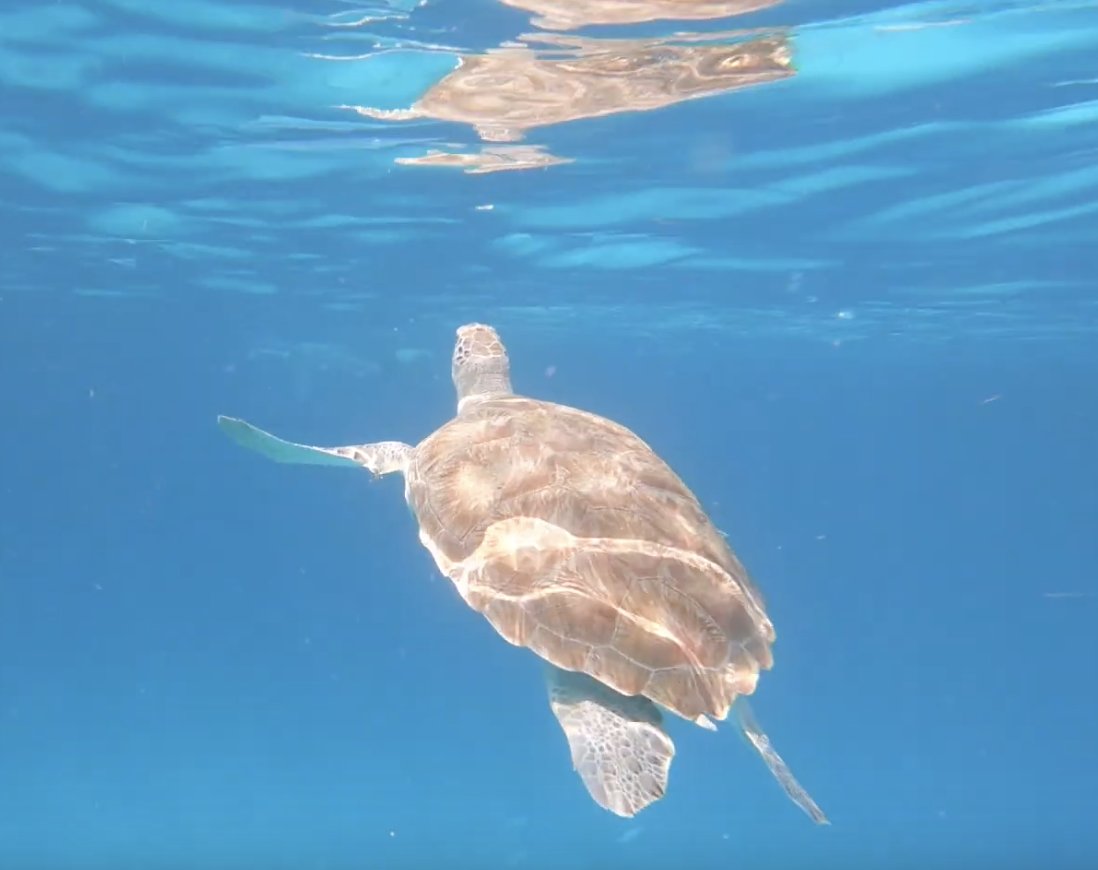 Chris Brindle tweet media