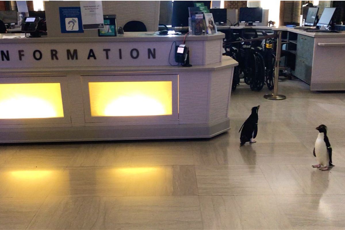 lonelyplanet's tweet photo. Coronavirus closed this Chicago aquarium, so the penguins went on a field trip - https://t.co/kXGIFy3pFP https://t.co/hm0JggMFAj