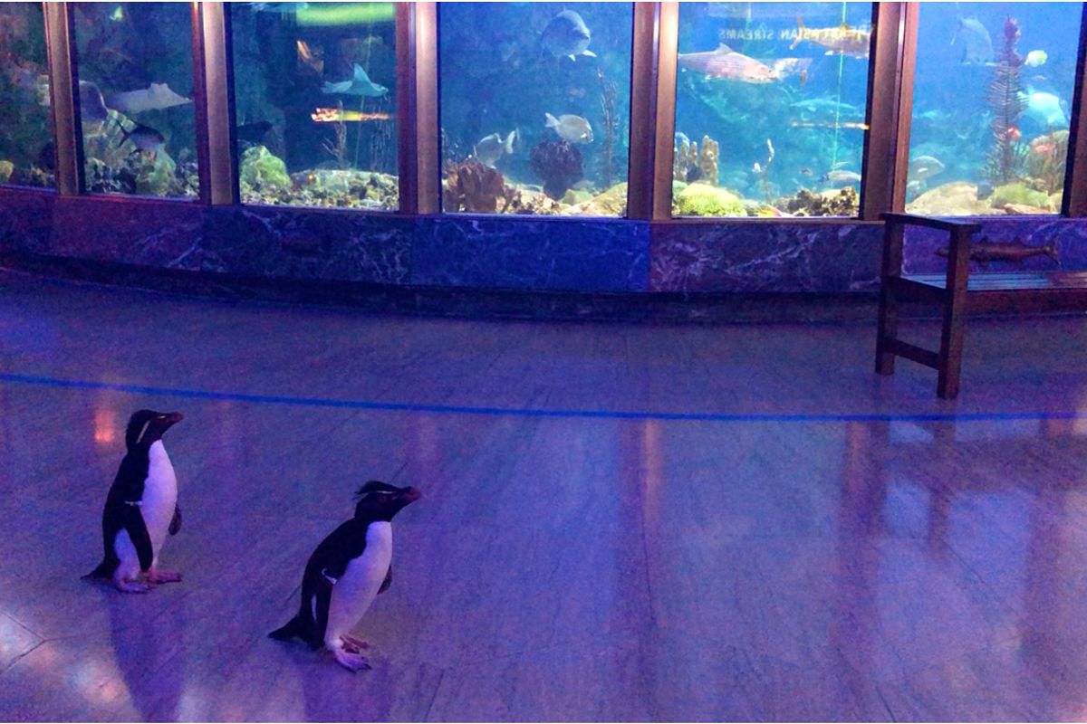 lonelyplanet's tweet photo. Coronavirus closed this Chicago aquarium, so the penguins went on a field trip - https://t.co/kXGIFy3pFP https://t.co/hm0JggMFAj