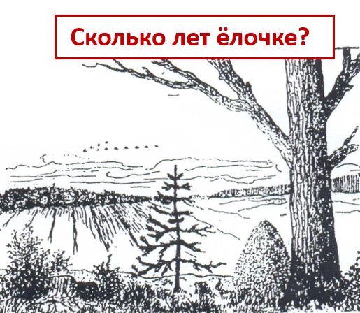 Однажды в лесу родилась ёлочка и там она росла.🌲
Определите, сколько ей лет сейчас? nik-show.ru/onlineshop/