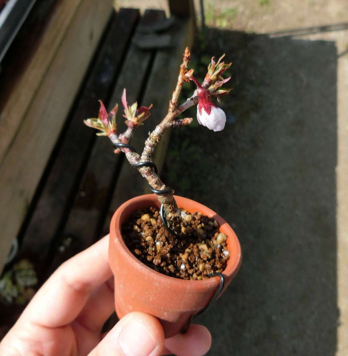 5ｃｍ盆栽 ミニ盆栽 Minibonsai 盆栽 Bonsai 桜 挿し木 去年春に活着した富士桜 ヒィエ そんな頑張んなくていい 英気を養ってくれ 写真撮ってすぐむしりました 汗 T Co Ppth25i2lt Twitter