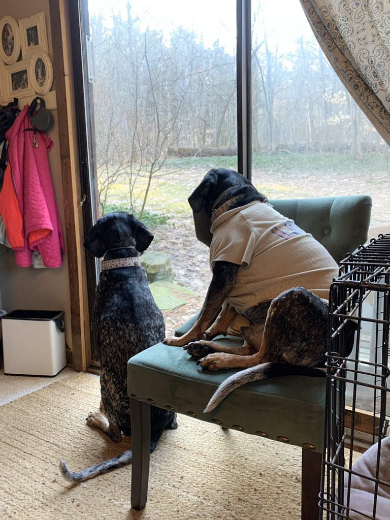 fieldcrops_org's tweet photo. Heโs done it again, this time making himself more comfortable. #thisisgettingoutofhand #officedog #workingfromhome #dogsoftwitter @dog_rates https://t.co/FFKPH0NO4Y