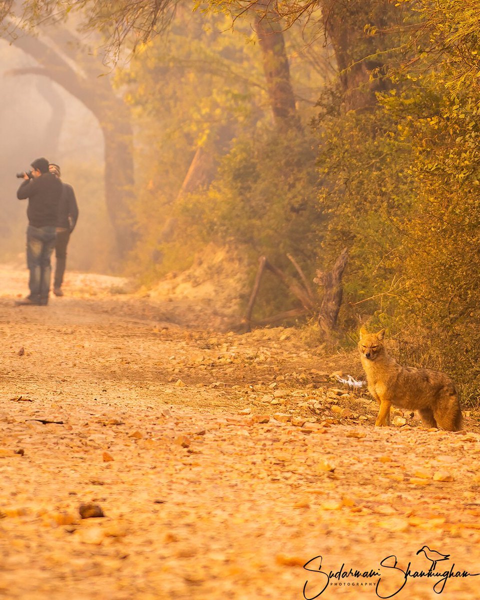 SSudarmani's tweet photo. It’s so true - in a jungle someone is always watching you. 
We silly humans 😂😂
#goldenjackal #bharatpur #nikonphotography #bbcearth #natgeowild #natgeoindia #your_funny_pics #nuts_about_wildlife https://t.co/aoOsIE8Cxw