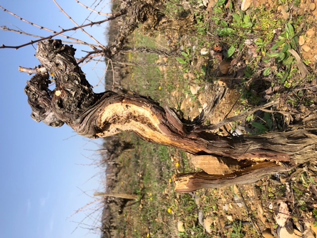 jbernatas's tweet photo. Si ce cep s’en sort, c’est un golgoth ! Contre l’esca, comme pour le coronavirus, la prophylaxie est essentielle. #domainebernatas #limoux #vin #wine #winelovers #winesofnature #organicwine #vinsdevignerons #vino #taille #mauzac #MetNous https://t.co/se8Ekm0sfv