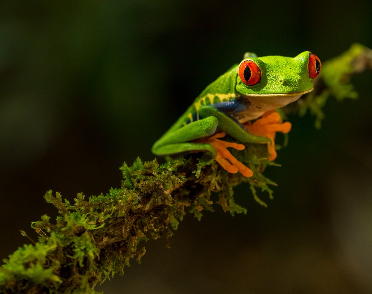 DONT ADJUST YOUR SET. The Red-Eyed Tree Frog uses a brilliant technique called "Startle Coloration" to escape predators. With green eyelids, when they suddenly open their eyes, their prey will momentarily hesitate giving them valuable time to make a get away. #savetourism