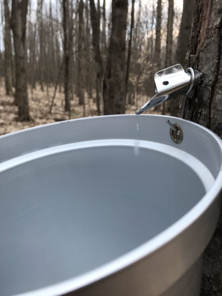 DrV_biology's tweet photo. Homeschooling day 2: tapping trees at 7 am to make Maple Syrup. VT education at its best! @JerichoElem #realmaple @untappedmaple https://t.co/Yn4DBhOkpb
