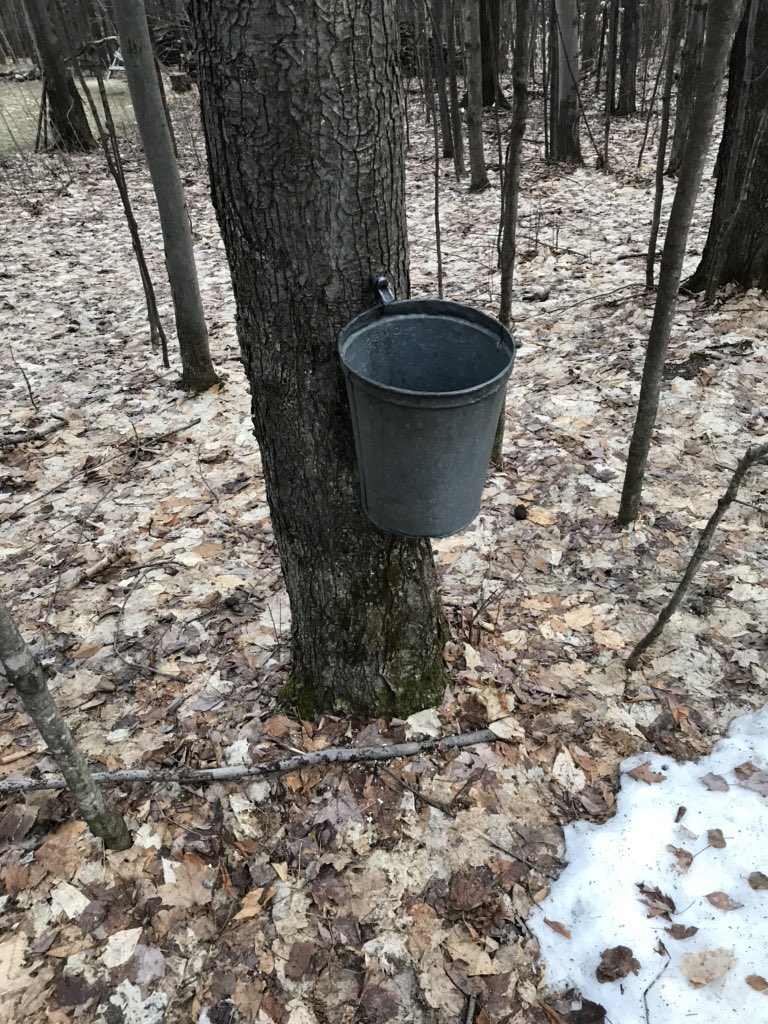 DrV_biology's tweet photo. Homeschooling day 2: tapping trees at 7 am to make Maple Syrup. VT education at its best! @JerichoElem #realmaple @untappedmaple https://t.co/Yn4DBhOkpb