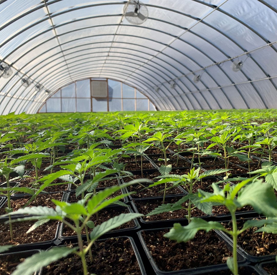 Farming hemp in Vermont requires a deep knowledge of the life cycle of the hemp plant. Read about it on the Sunsoil blog: ow.ly/wgXP50yMIih