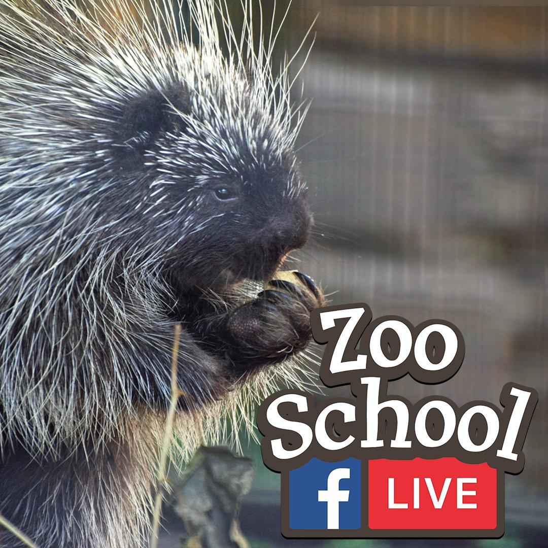 Pokey is looking sharp! Tune in today at 11am to EPZ's Facebook for Zoo School Live. Viewers will get to meet Pokey, our North American porcupine.💻

If you can’t watch the videos live, they will still appear on Facebook, our YouTube channel, and at EPZoo2u.com.