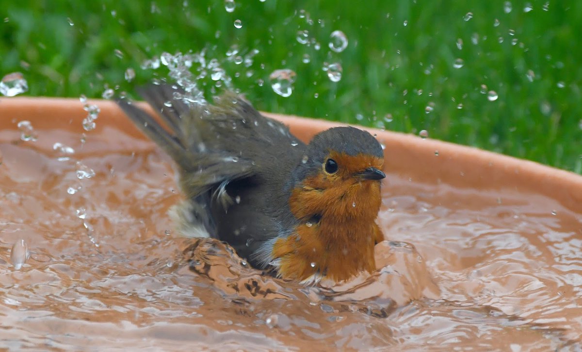 Water is just as important as food, and not only for drinking. You can use dustbin lids or plant pot bases as bird baths, as modelled here by this Robin in my garden.  Bathing birds are very entertaining to watch, as they splash about!   #SelfIsolationBirdWatch 