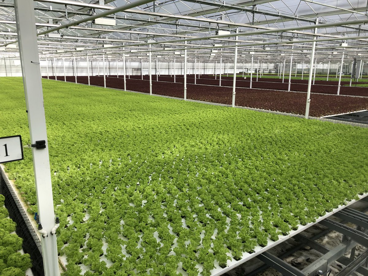 FromBoer tweet media