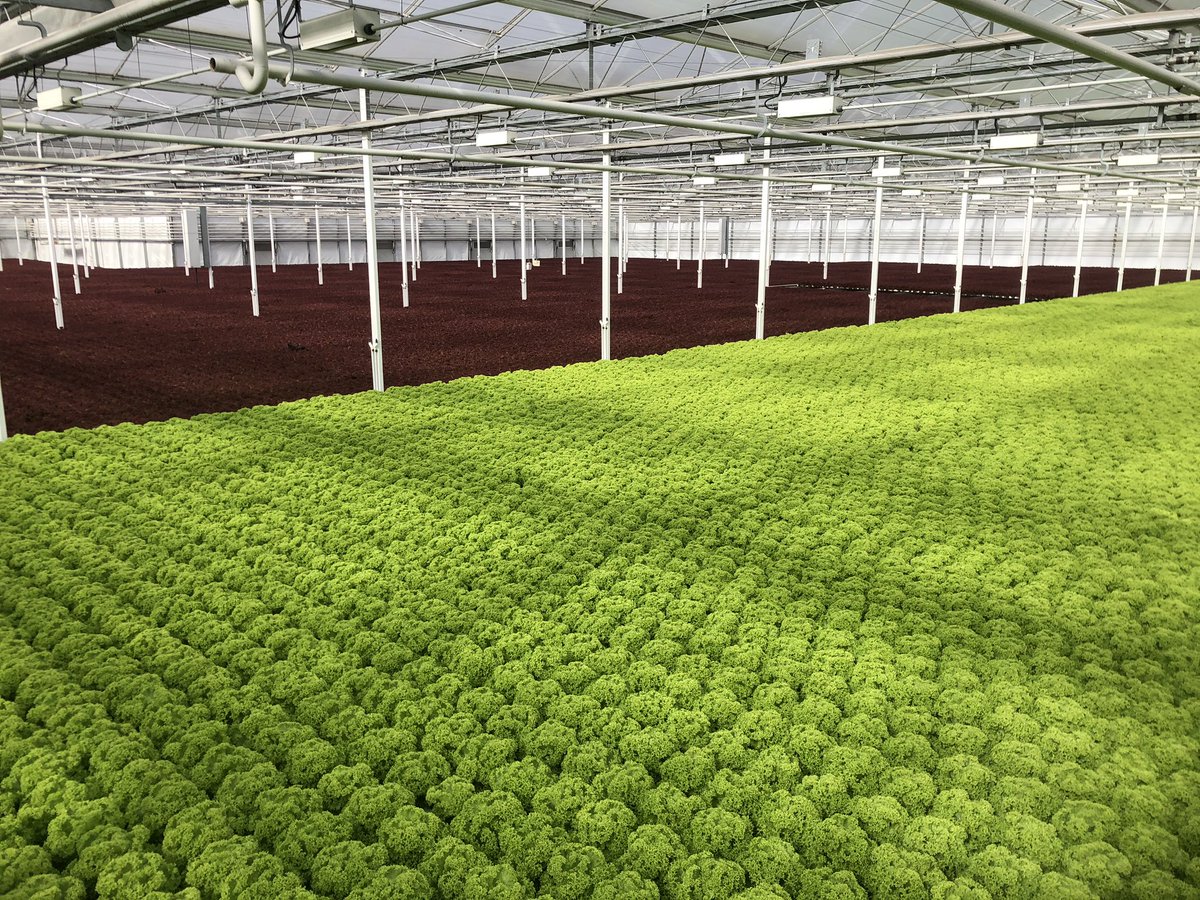 FromBoer tweet media