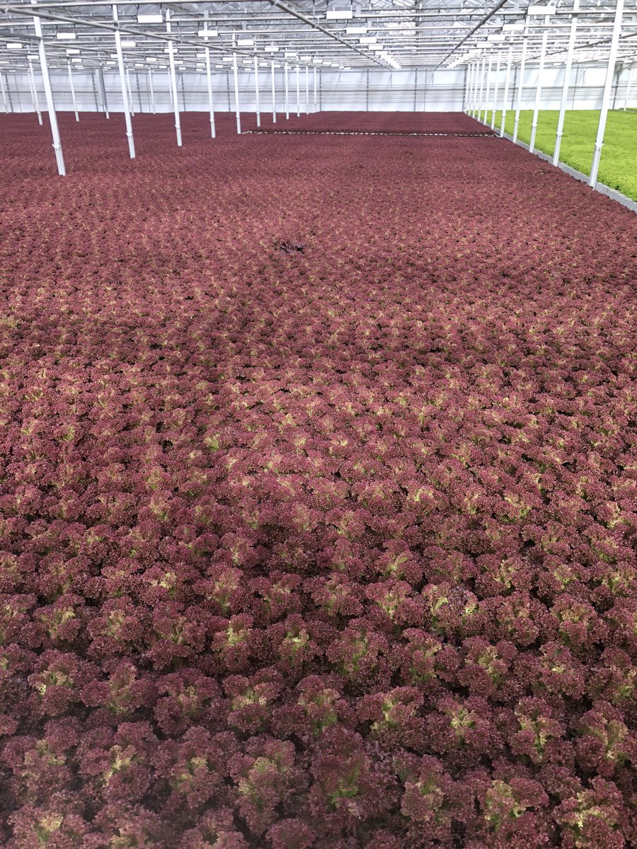 FromBoer tweet media