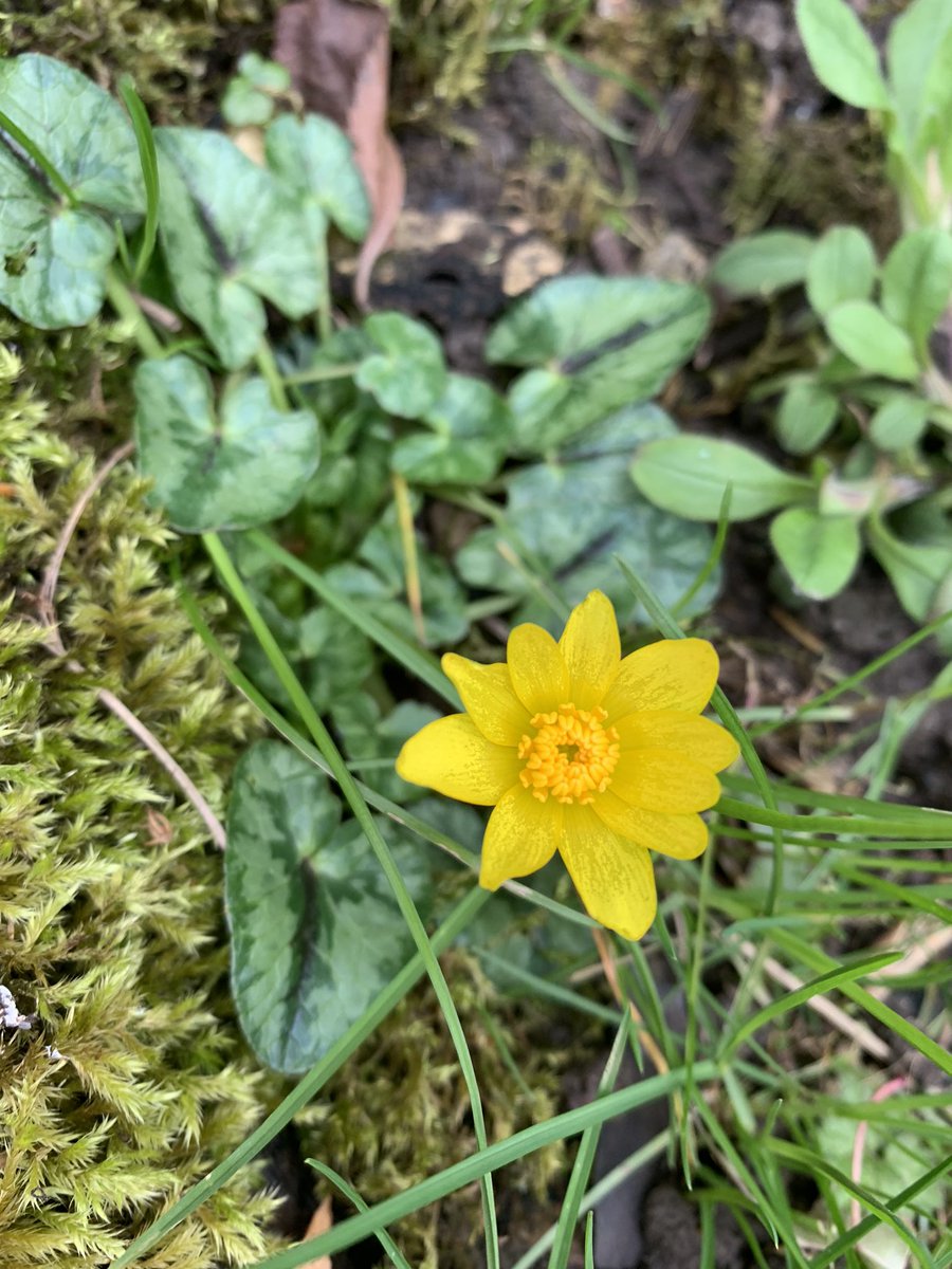 JoSmithDWT's tweet image. Noticing the colours, sounds, smells and wildlife in my garden much more now I am holding conference calls from there! @WildlifeTrusts @DerbysWildlife #EverydayWildlife #SpringIsOnItsWay #HomeWorking