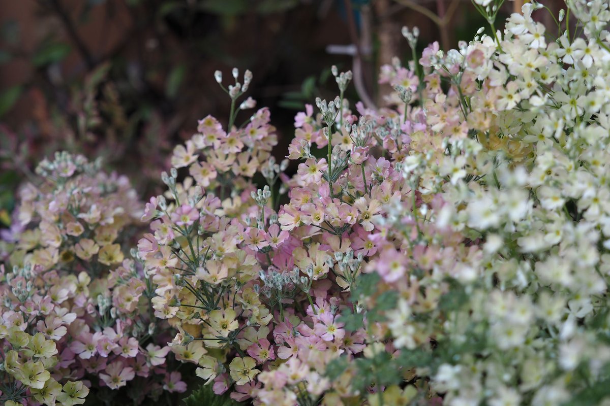 我楽多 プリムラマラコイデス 箱庭で最も咲いている花 ライムグリーンマサコさんだけだと 申し訳ないのでバックの ウィンティ ピーチ この何とも言えない色と 色の変化が良い感じなのですよ 箱庭に咲く花３月 プリムラマラコイデス T