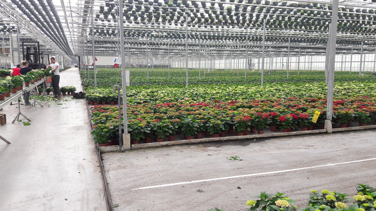 In #Est is bij plantenteler Van den Berg een drive-thru geopend voor coronaveilige verkoop van #hortensia's. Om verlies door stopzetten export een beetje goed te maken. Komt morgen in krant <a href="/dgrivierenland/">De Gelderlander</a> en komt op site <a href="/DeGelderlander/">De Gelderlander</a> met video