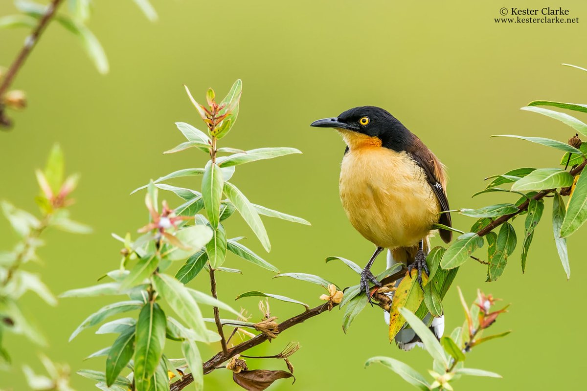 HappyGringo's tweet photo. Black-capped Donacobius - Ecuador
.
.
.
.
.
.
.
.
#birds #birding #birdwatching
#birdphotography #animals #wildlife #wildlifephotography #Blackcapped #Ecuador #adventure #travel #Wednesday https://t.co/oCXfxjYWZk