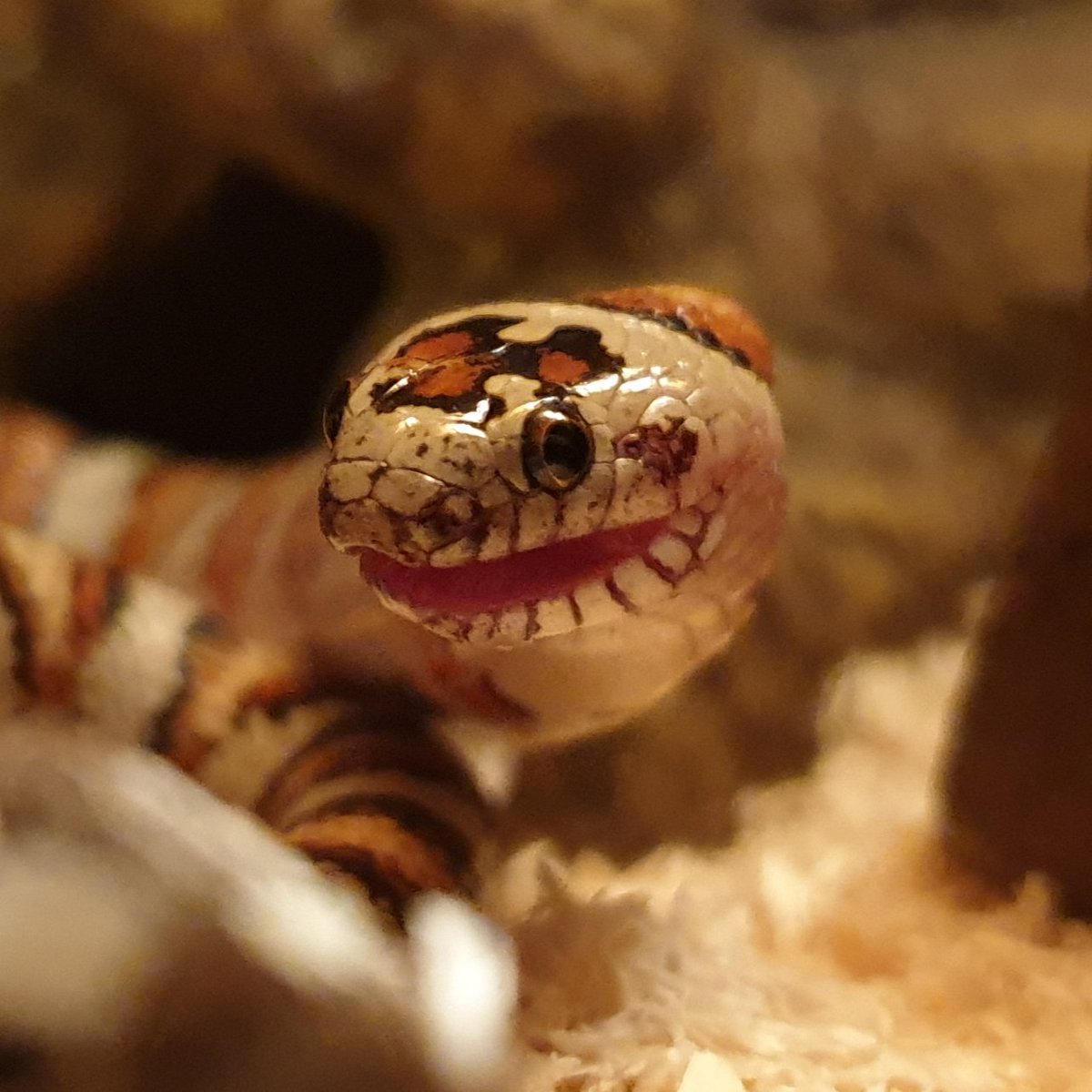 How I eat most of my food these days. #kingsnake #thayerskingsnake #snake #reptile
