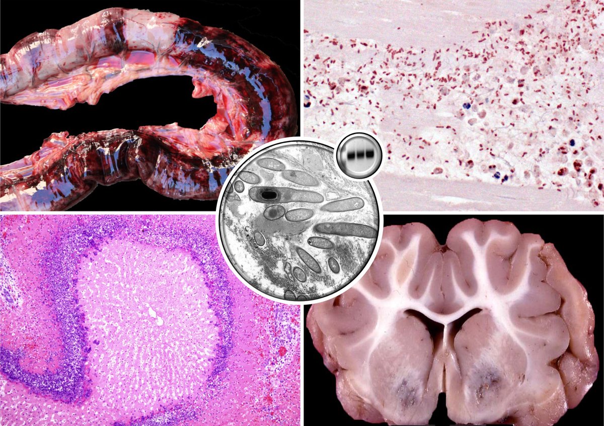 AAVLD_Reda tweet media