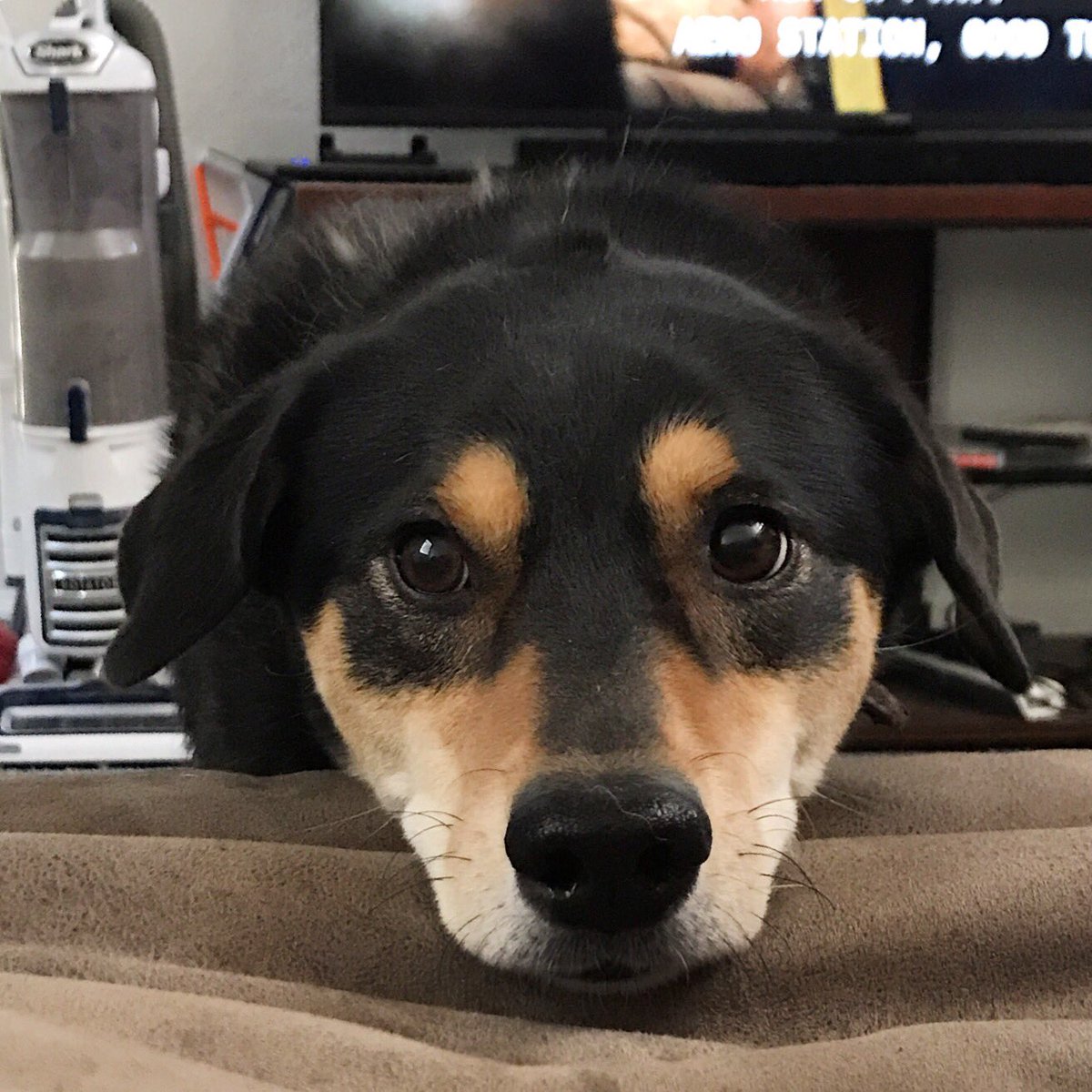 Dizzy_Ms_Lizzy's tweet photo. @LearNonsense Zelda hopes you have a wonderful birthday Rosie, she wishes she could give you all the kisses you deserve! https://t.co/ffeHBDjKZk