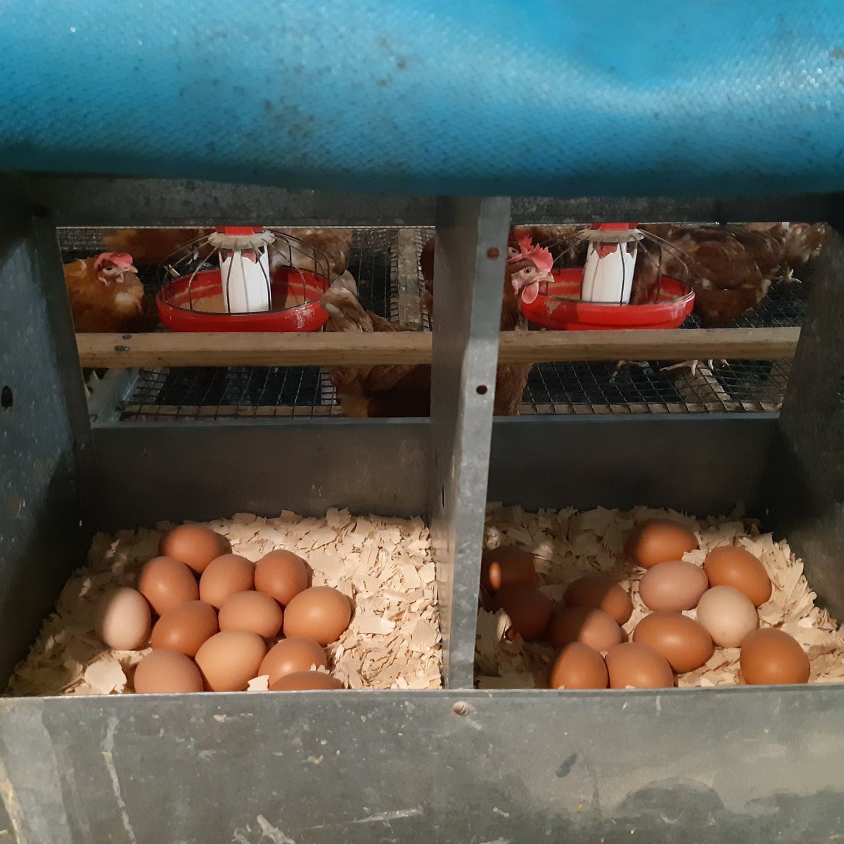 Nathan Dennis tweet media