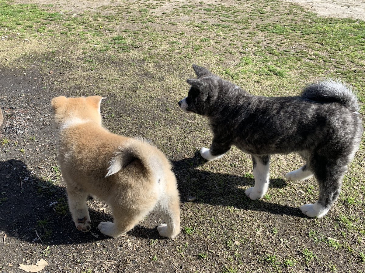 ひーちゃん En Twitter 秋田犬の丸々っとした子犬の後ろ姿 そして前から見ると後ろ足を無防備に投げ出してるオヤジ座り たまりませんよね