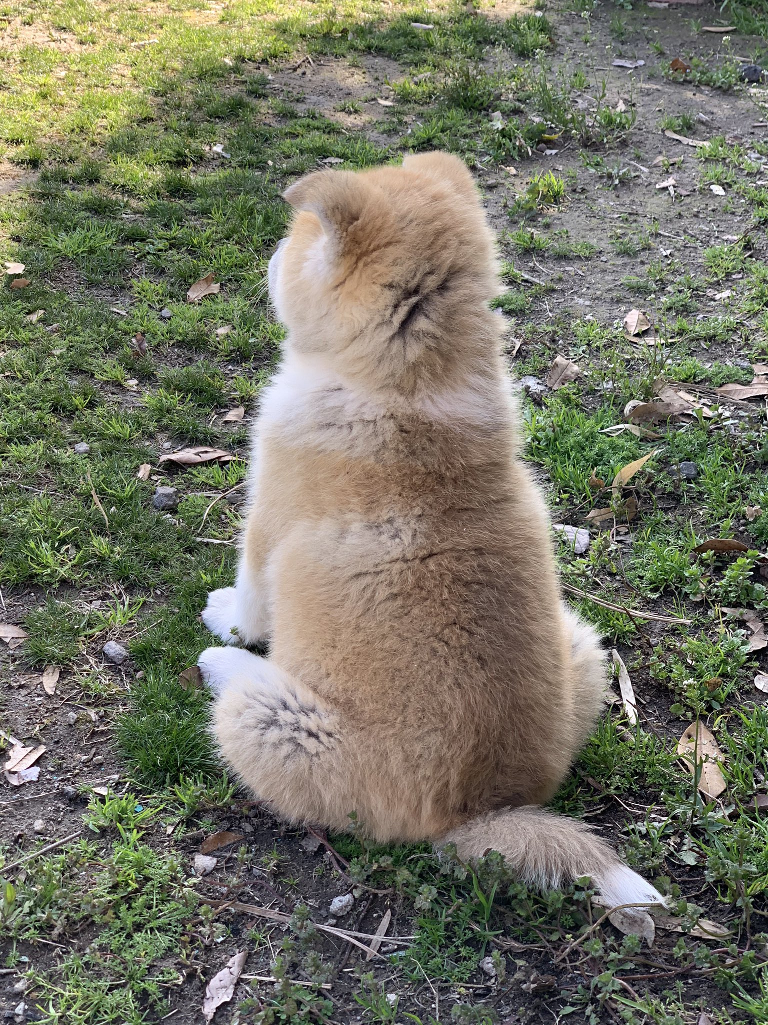 ひーちゃん 後ろ姿に癒される 秋田犬 秋田犬ブリーダー 秋田犬子犬 後ろ姿 九州 鹿児島 薩摩日登美犬舎 T Co Zb7xnkrhgn Twitter