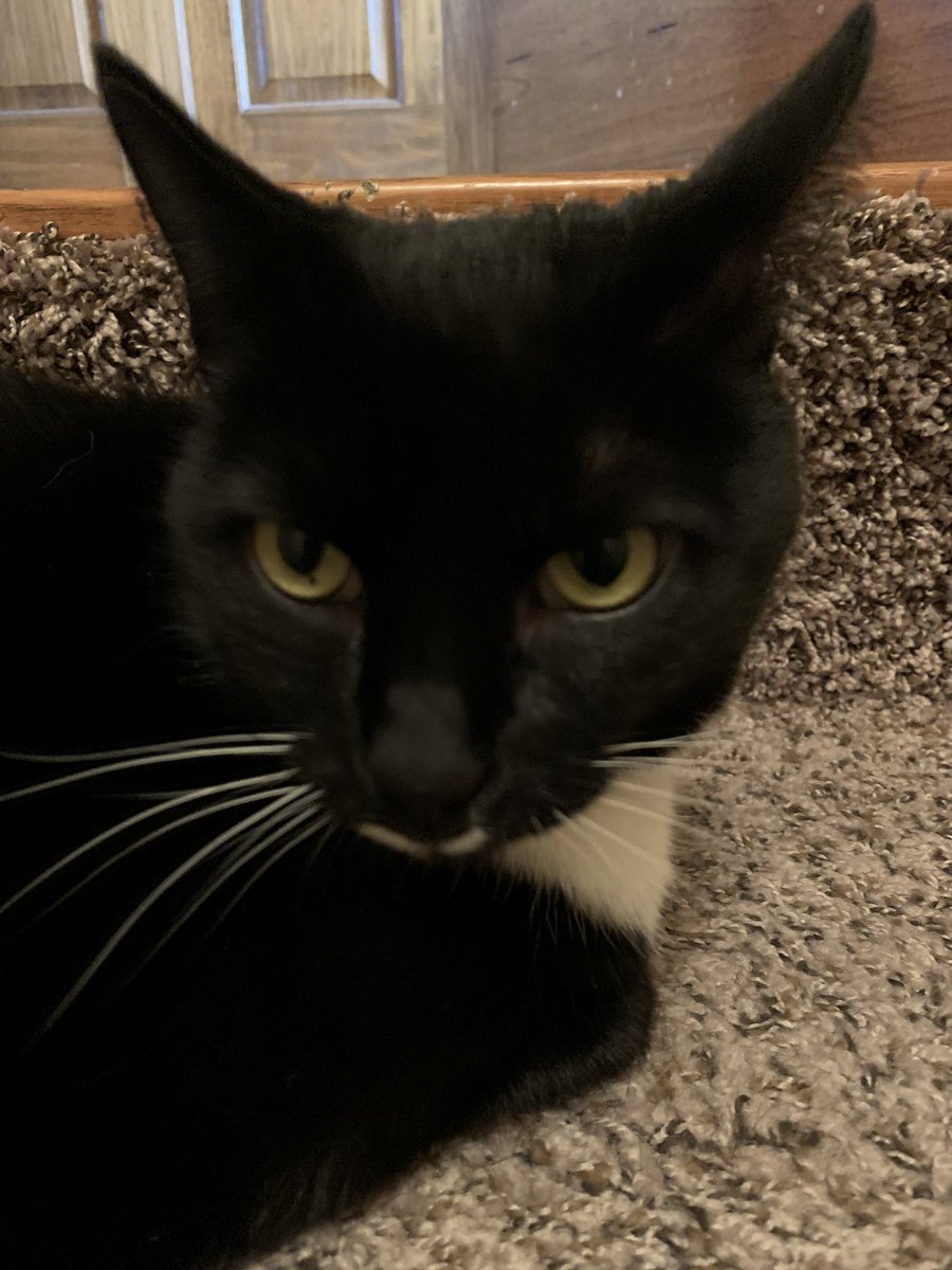 Cleo_sMommy's tweet image. Here’s mine! I is hard at work guarding the entrance to the basement. Nobody goes down &amp;amp; nobody comes up!  #workingkitty