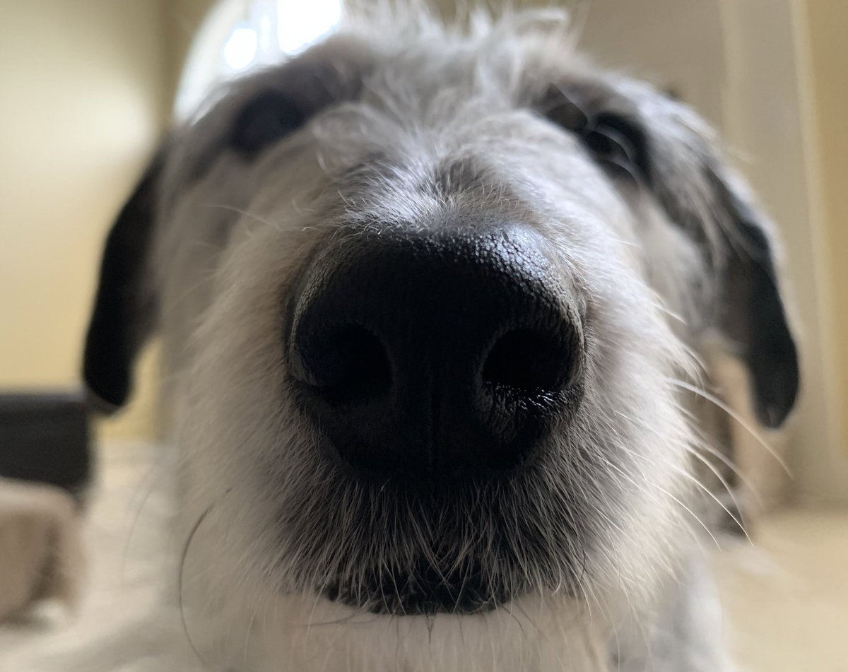 Penny_Lane_Pup's tweet photo. ⚠️Warning: Cuteness Alert⚠️
Da many BOOPS of me, Penny Lane! 
#Cutenesstaskforce #CoronaVirusUpdate #DogsofTwittter #BOOP https://t.co/61w2uKYKkF