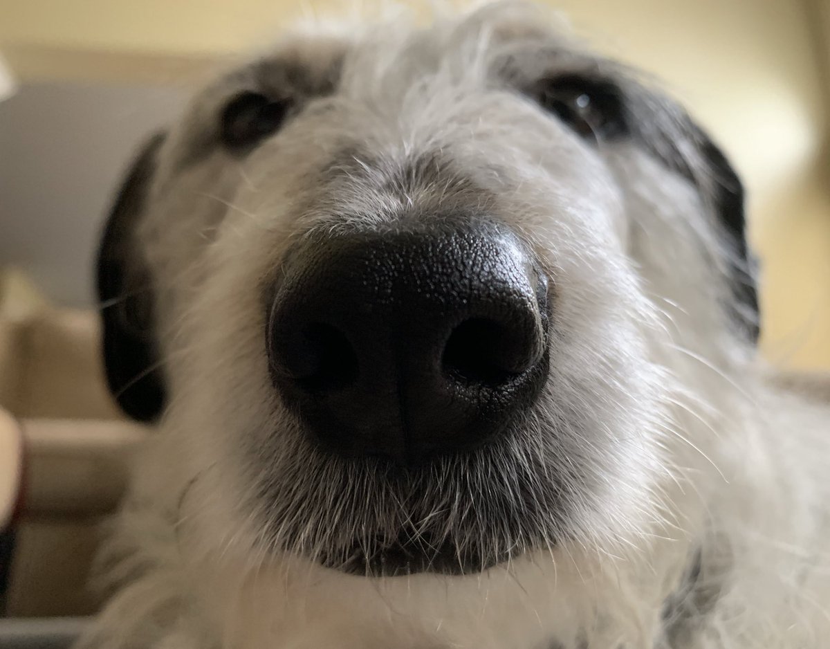 Penny_Lane_Pup's tweet photo. ⚠️Warning: Cuteness Alert⚠️
Da many BOOPS of me, Penny Lane! 
#Cutenesstaskforce #CoronaVirusUpdate #DogsofTwittter #BOOP https://t.co/61w2uKYKkF