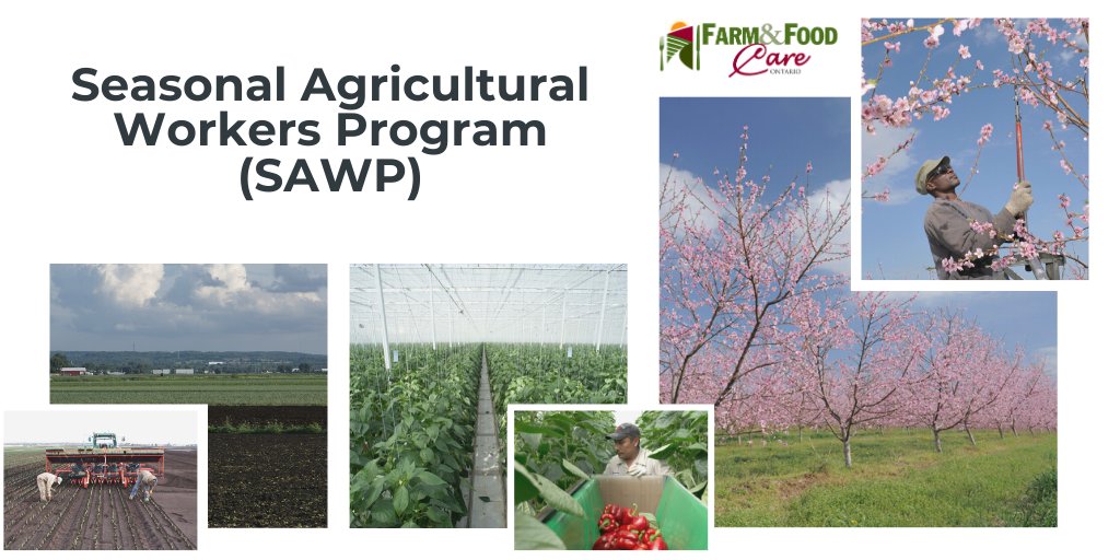 FarmFoodCareON's tweet photo. Canadians enjoy a variety of delicious, locally-grown fruits and vegetables – but did you know that seasonal workers play a critical role in the planting, cultivating and harvesting of these important crops? (1/8) https://t.co/jsFcqORuLn
