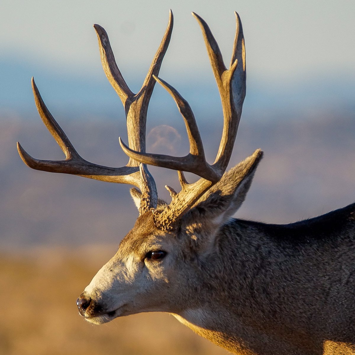 huntavid's tweet image. It's easy to get lost in a moment...Even easier to forget your composure when it counts! Check our this awesome article about a hunter that battled buck fever, but was able to hold it together and take a nice buck! 

huntavid.com/otc-idaho-mule…
