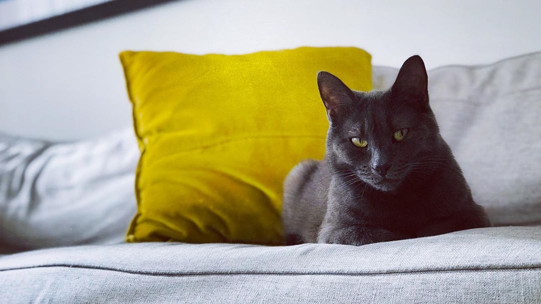brericjohnson's tweet photo. Digam olá pro Ace, o novo membro da família Johnson. 😻💖 https://t.co/PtAxn89XsN
