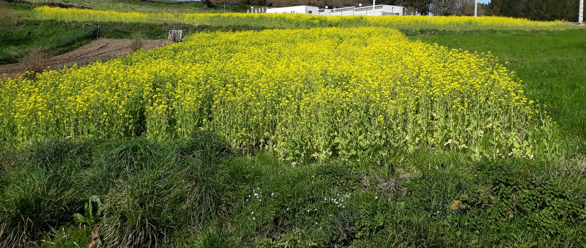 xoselois4's tweet photo. Xa están os nabais mareliños, noutrora podiamos ollar moitasmoitas leiras mareliñas,mais hoxe pódense contar "cos dedos dunha mao". #RuralVivo #GalizaLabrega https://t.co/3vDac50sBp