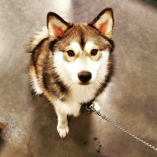 Growlies for Pets tweet media