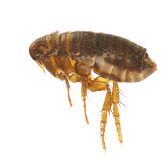 New blog posted: Flea Infestations 101. Read more at: aerex.com/blog/flea-infe…