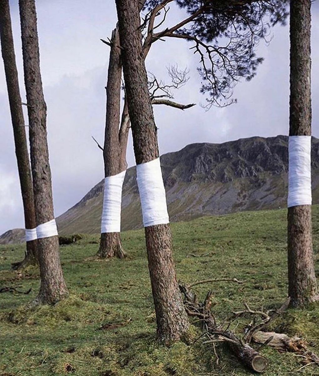 "Tree, Line" photo series by Welsh artist Zander Olsen, 2000s