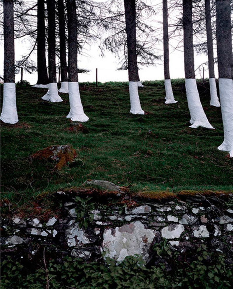 "Tree, Line" photo series by Welsh artist Zander Olsen, 2000s