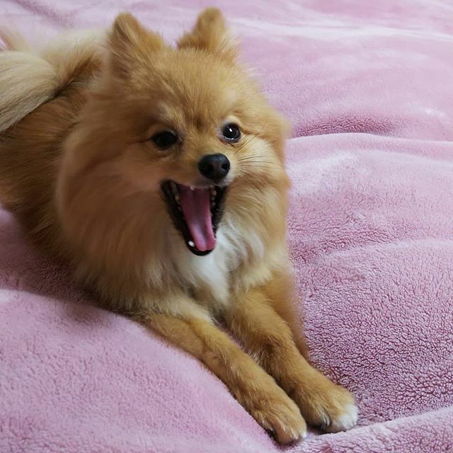 PomeraniRan's tweet photo. Today is about to end and my family finally manage to remember that it's my birthday.๐ฎ๐ฅณ
#dogsofinstagram #pomeranian #perro #chien #turned3 https://t.co/nmTl5tPw1c https://t.co/QQPzTg3pgy