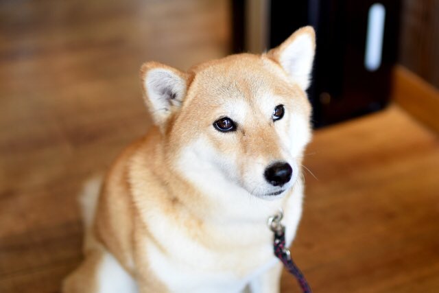 松村北斗の画像をアップすると近い構図の犬の画像が送られてくる Togetter