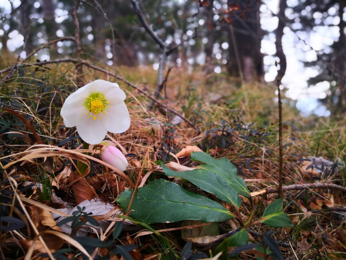 Lots of our activities are postponed or canceled. But you know, #hiking is not withdrawn 😉. And avoid the crowds, of course.

Stay healthy 💪❤️!

(my photo)

#coronavirus #COVID19 #CoronaVirusChallenge