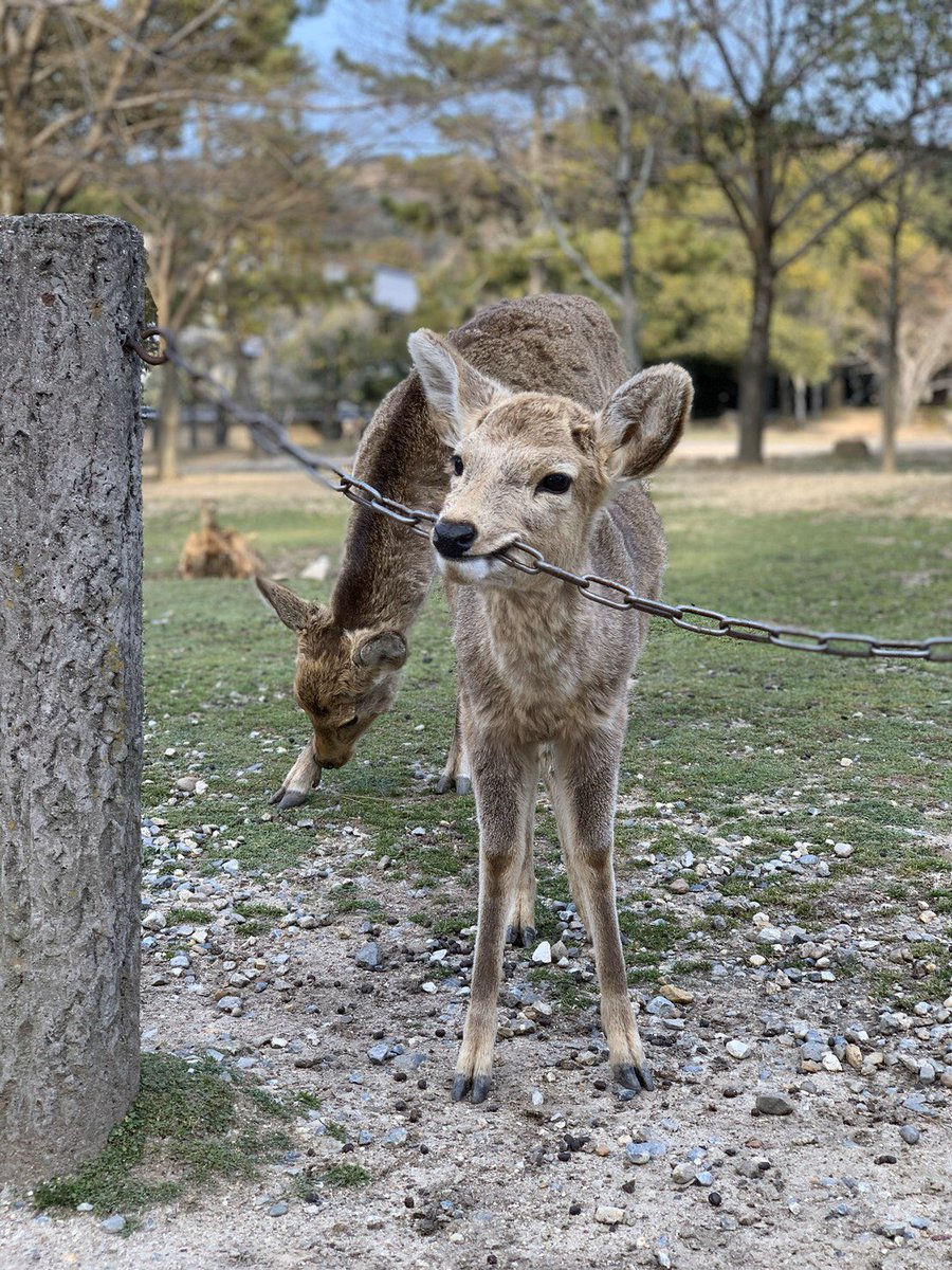 鹿さん、毛の生え変わり時期で毛並み汚かったけど、みんな可愛かった