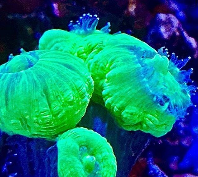 PolypLab's tweet photo. Fat and happy corals. It’s what we do. #polyplab 📸 @calireefing #reefroids https://t.co/19uTIbHPB8 https://t.co/2Wouao4BNv