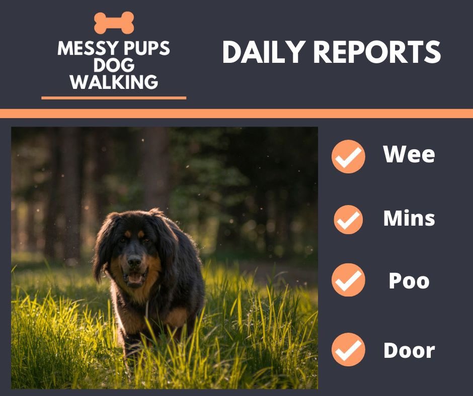 messy_pups's tweet photo. Daily updates on your dogs activities during the days walk or drop in session, all sent straight to your preferred source. 🐾 https://t.co/bNrdtyxRPC