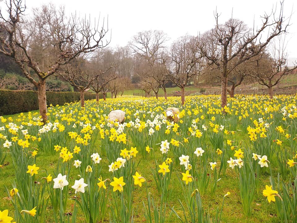 Well, were pleased to be seeing visitors in the midst of all the craziness going on... if you're self-isolating, hopefully this dose of fresh spring colour will cheer you up ☺🌼. If you're looking to escape and to find fresh air and plenty of space, please come and support us!